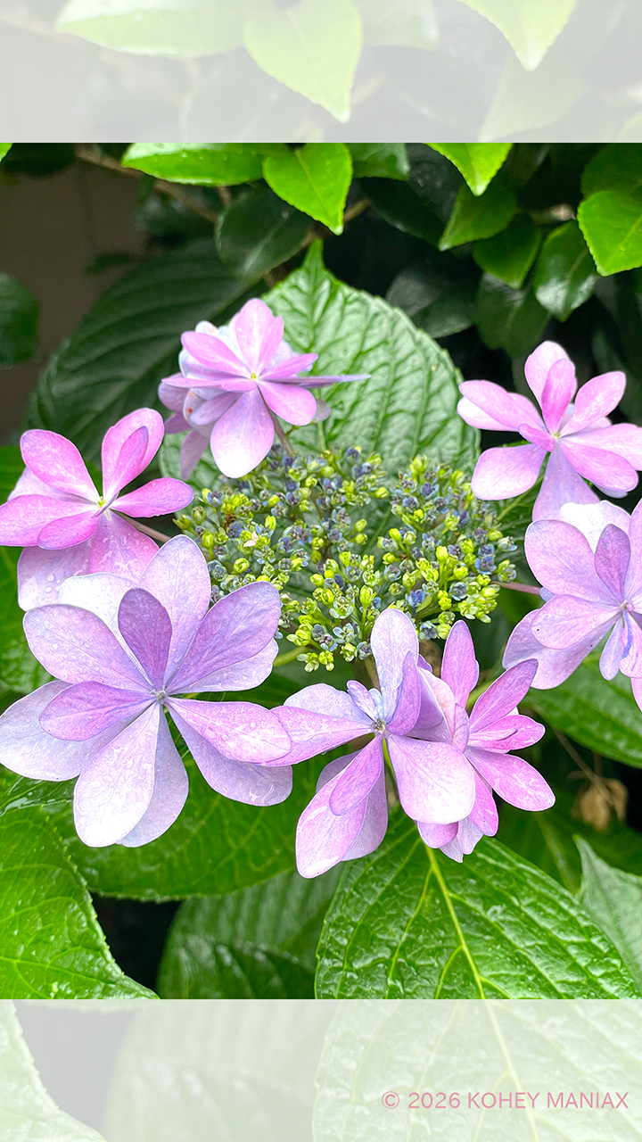 �Ҏ�