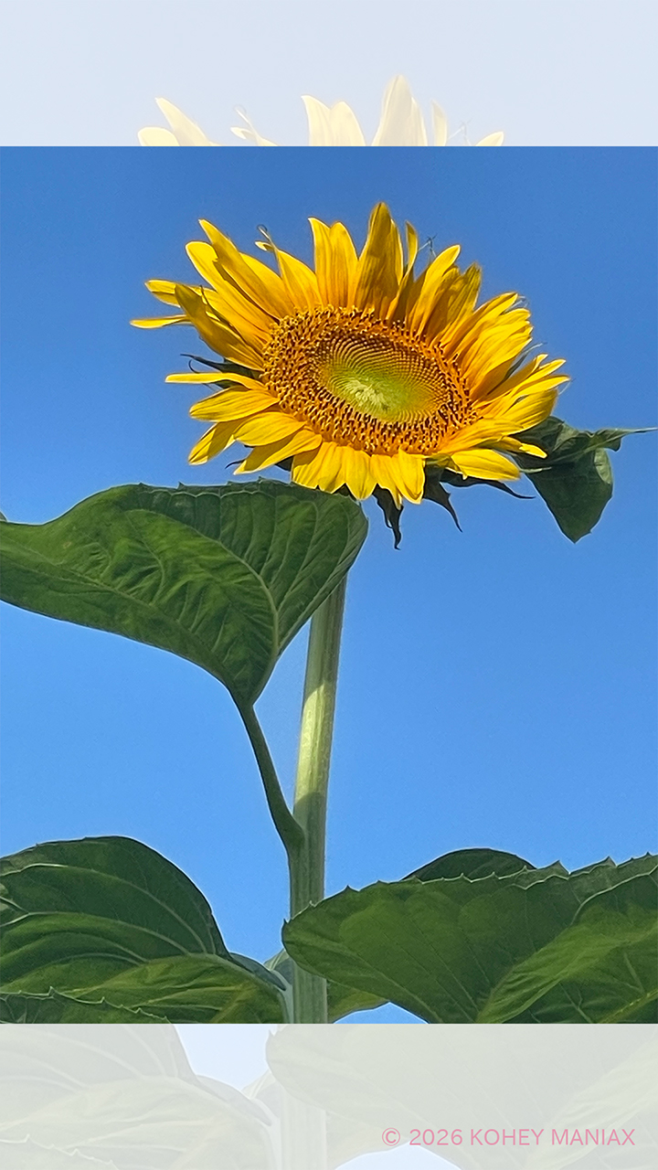 �Ҏ�